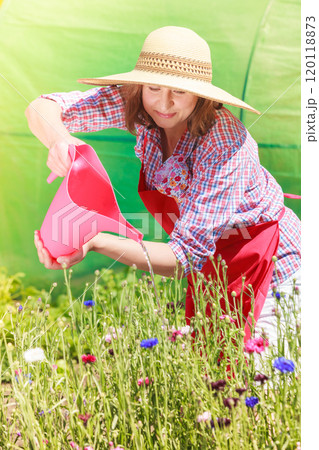 woman watering flowers in garden woman watering flowers in garden 120118873