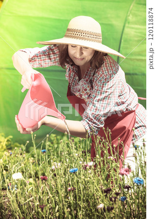 woman watering flowers in garden 120118874