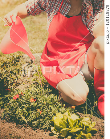 woman watering plants in garden woman watering plants in garden 120118879