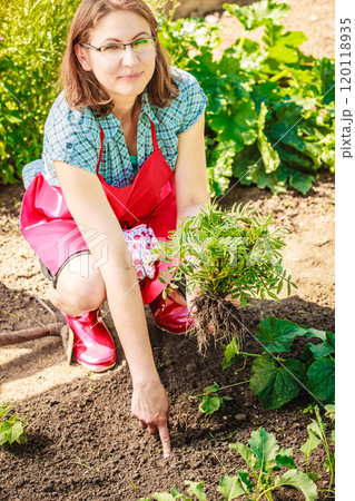Closeup woman gardener replanting flowers 120118935