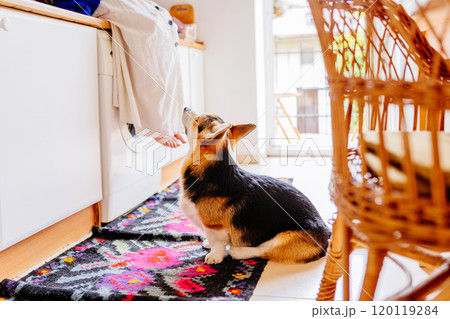 Corgi dog watches unrecognizable girl sitting on washing machine in bright home kitchen. Bond between pet and owner in cozy domestic setting. Vibrant rug and wicker chair on foreground. 120119284