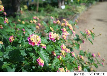 公園の花 公園の花 120120151