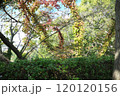 公園の紅葉 120120156