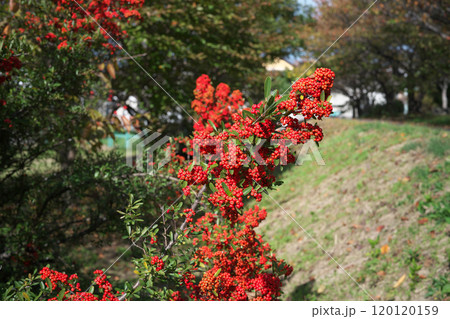 小さな公園 120120159