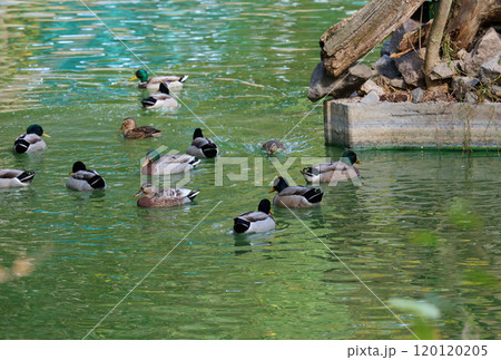 A flock of mallard ducks swims in a pond, spring day 120120205