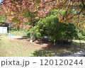 公園の紅葉 120120244