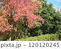 公園の紅葉 120120245