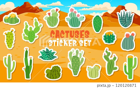 Cartoon Mexican cactus succulent stickers pack of desert prickly plants, vector icons. Peyote and opuntia cactus, Texas canyon succulents, saguaro with pricks and agave flowers for cartoon stickers 120120871