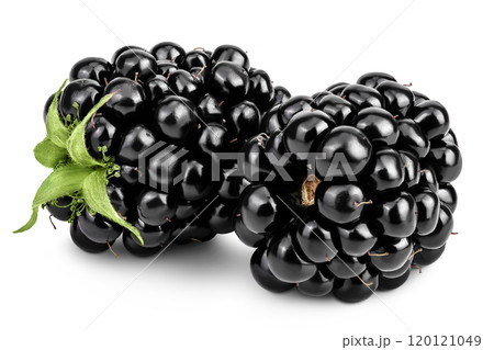 blackberry with leaf isolated on a white background closeup. 120121049