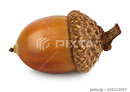 Brown acorn oak nut isolated on white background Brown acorn oak nut isolated on white background 120121057