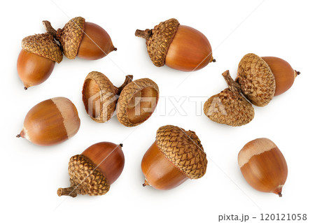 Brown acorn oak nut isolated on white background. Top view. Flat lay Brown acorn oak nut isolated on white background. Top view. Flat lay 120121058
