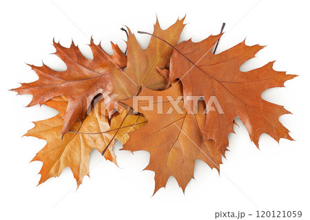 Autumn oak leaf isolated on white background. Fall season foliage. Top view. Flat lay 120121059
