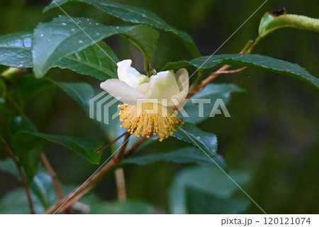 箕面の滝道で見つけた白色の花弁から伸びる多数の黄色の雄しべが綺麗なシャノキの花 120121074