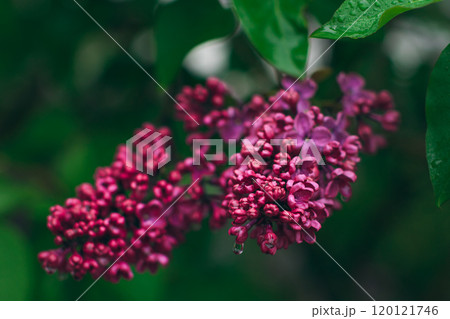 Lilac Branch with Dew Drops in Spring at Daytime After Rain - Close-Up 120121746