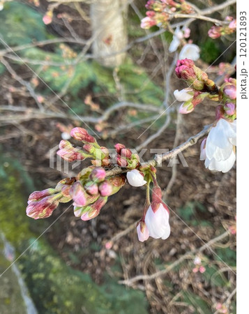 桜の開花 120121893