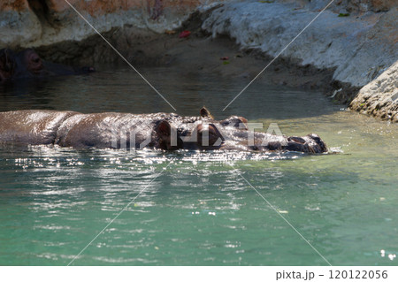 気持ちいい水中のカバ 120122056