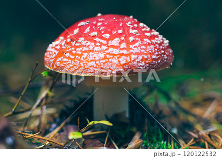 Mature Amanita Muscaria, Known as the Fly Agaric or Fly Amanita Mature Amanita Muscaria, Known as the Fly Agaric or Fly Amanita 120122532