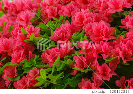 ツツジ 120122812