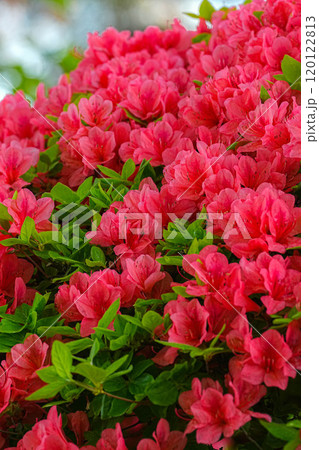 ツツジ 120122813