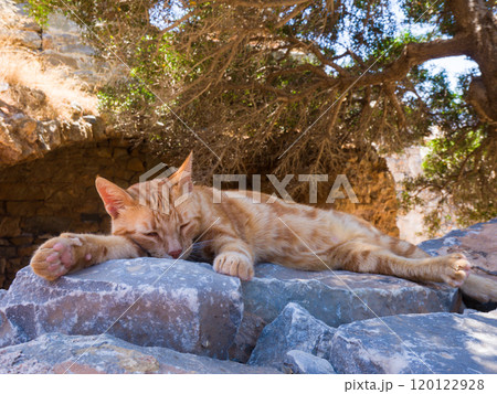 遺跡の木陰の石の上で寛ぐ茶トラ猫 (ギリシャ、クレタ島、スピナロンガ) 120122928