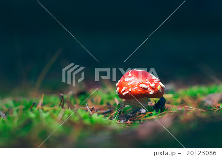 Young Amanita Muscaria, Known as the Fly Agaric or Fly Amanita 120123086