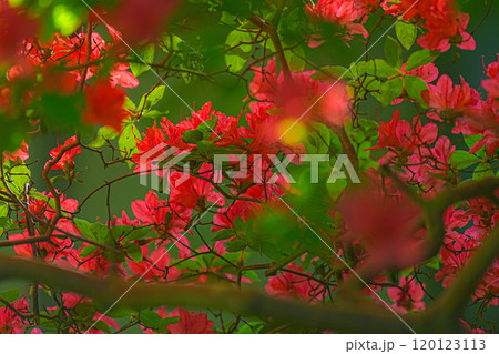 ツツジ ツツジ 120123113