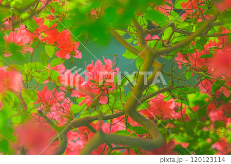 ツツジ ツツジ 120123114