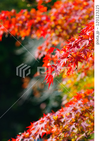 紅葉のある風景 紅葉のある風景 120123225