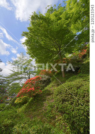 千秋公園 120123343