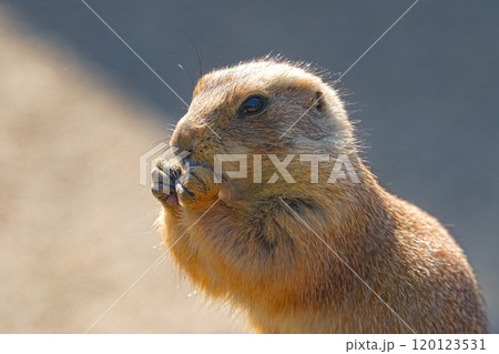 大森山動物園 120123531