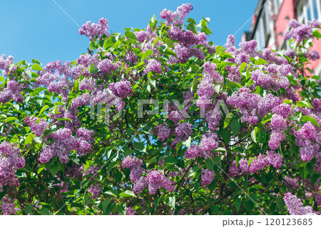 Lilac Bush Blooms in Spring at Daytime 120123685