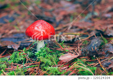 Amanita Muscaria, Known as the Fly Agaric or Fly Amanita 120124104