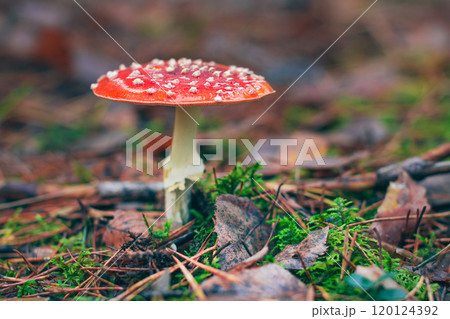 Mature Amanita Muscaria, Known as the Fly Agaric or Fly Amanita Mature Amanita Muscaria, Known as the Fly Agaric or Fly Amanita 120124392