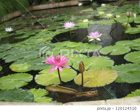スイレンの花 スイレンの花 120124510