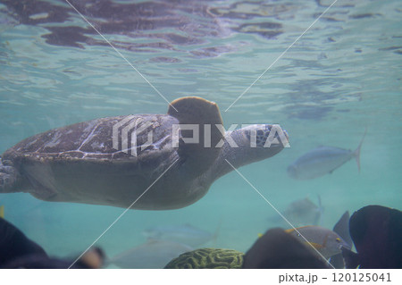 泳ぐアオウミガメの横顔 泳ぐアオウミガメの横顔 120125041