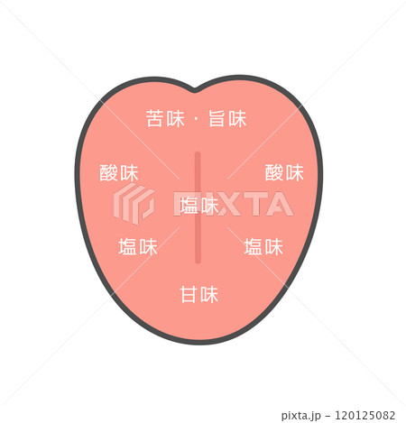 舌 味覚の分布図 イラスト 舌 味覚の分布図 イラスト 120125082