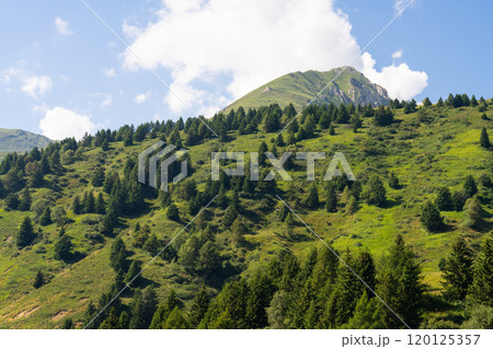 Verdant Mountain Slope with Evergreen Trees 120125357