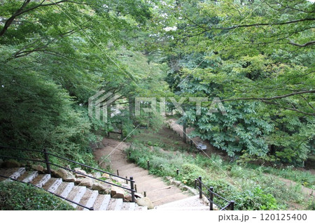 花咲き誇る六甲高山植物園の初秋の風景 花咲き誇る六甲高山植物園の初秋の風景 120125400