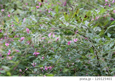 花咲き誇る六甲高山植物園の初秋の風景 120125401