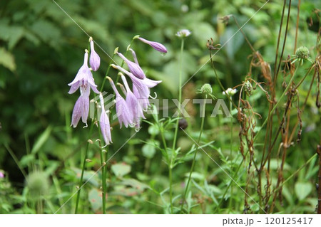 花咲き誇る六甲高山植物園の初秋の風景 120125417