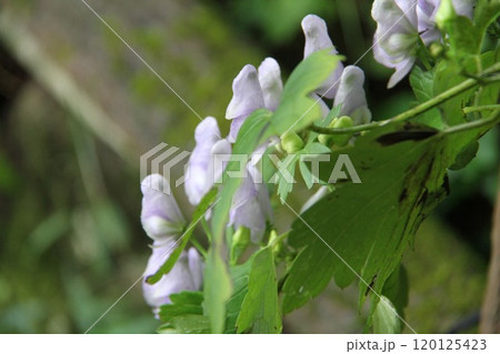 花咲き誇る六甲高山植物園の初秋の風景 花咲き誇る六甲高山植物園の初秋の風景 120125423