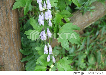 花咲き誇る六甲高山植物園の初秋の風景 120125424