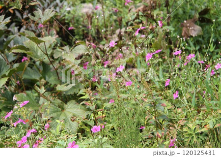 花咲き誇る六甲高山植物園の初秋の風景 120125431