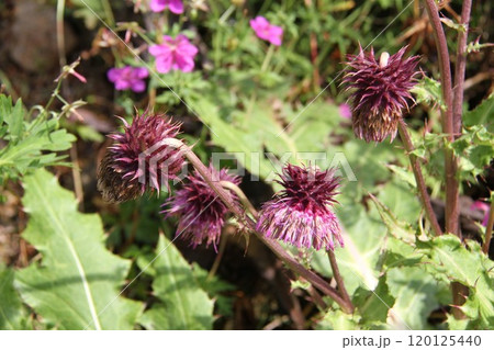 花咲き誇る六甲高山植物園の初秋の風景 花咲き誇る六甲高山植物園の初秋の風景 120125440