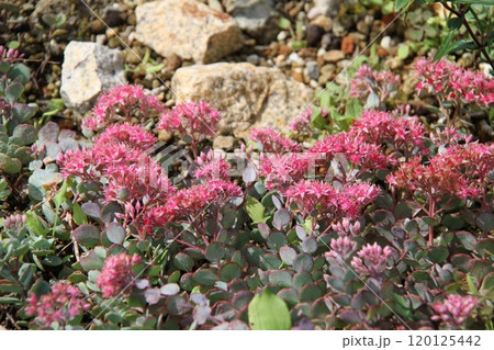 花咲き誇る六甲高山植物園の初秋の風景 花咲き誇る六甲高山植物園の初秋の風景 120125442