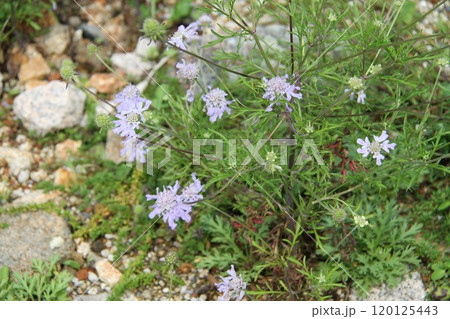 花咲き誇る六甲高山植物園の初秋の風景 花咲き誇る六甲高山植物園の初秋の風景 120125443