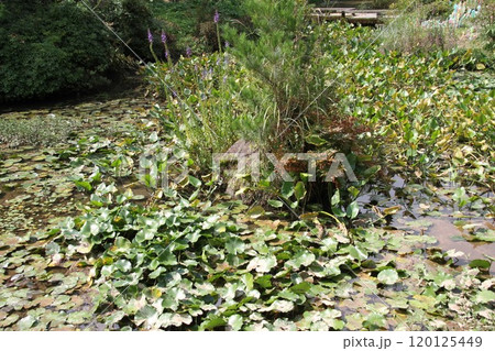 花咲き誇る六甲高山植物園の初秋の風景 120125449