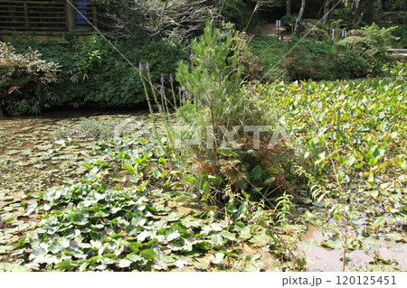 花咲き誇る六甲高山植物園の初秋の風景 120125451