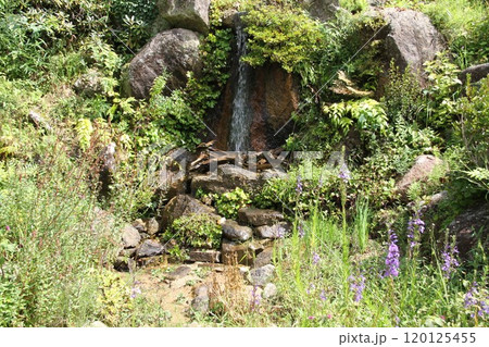 花咲き誇る六甲高山植物園の初秋の風景 120125455
