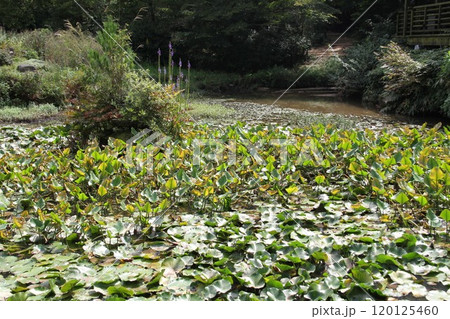 花咲き誇る六甲高山植物園の初秋の風景 花咲き誇る六甲高山植物園の初秋の風景 120125460